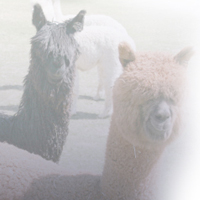 fibre-alpacas 2